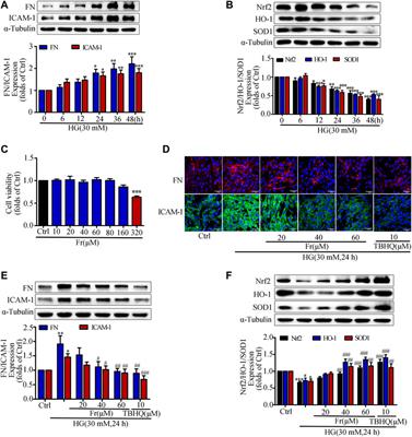 Fraxin Promotes the Activation of Nrf2/ARE Pathway via Increasing the Expression of Connexin43 to Ameliorate Diabetic Renal Fibrosis